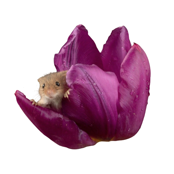 a mouse sticking its head out of a tulip